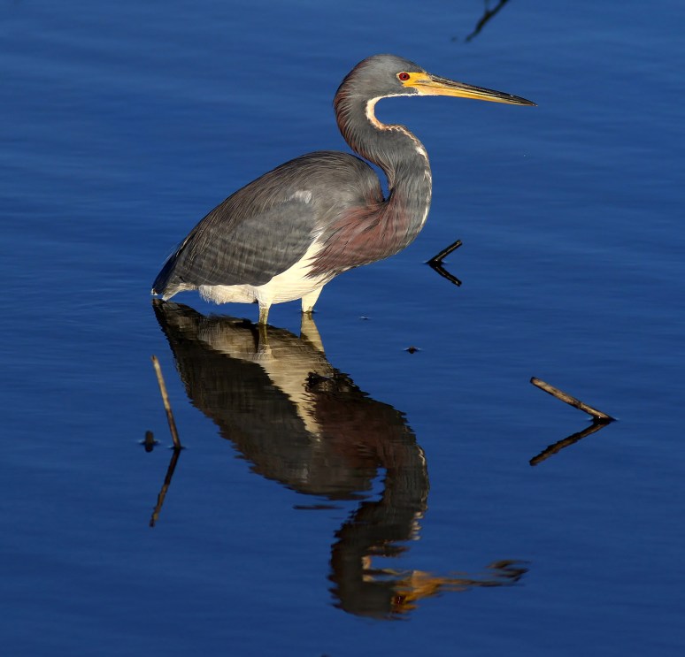 Tricolor Done Fishing 