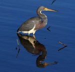 Tricolor Done Fishing