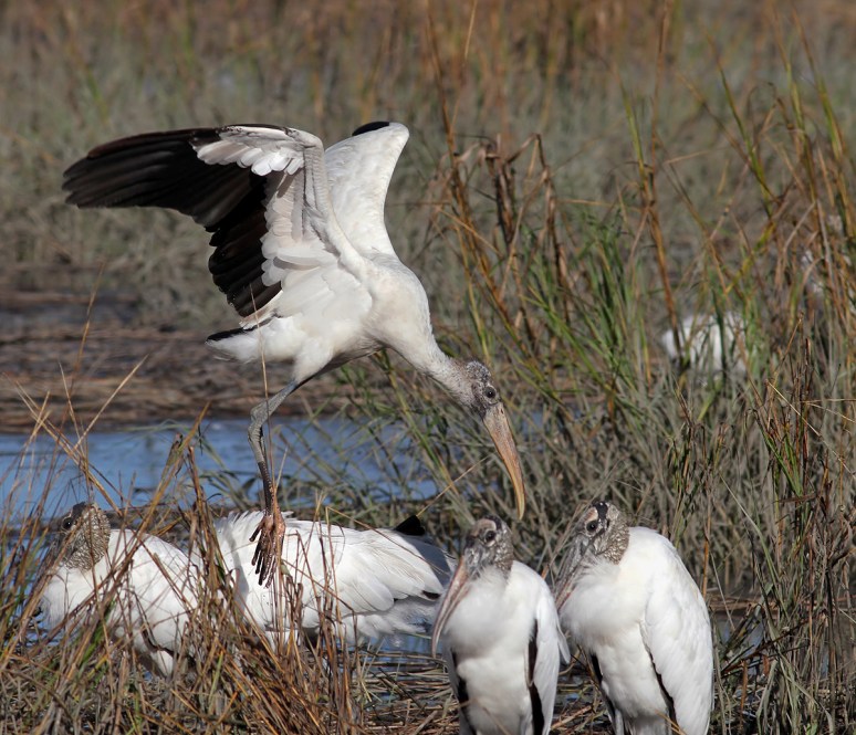 Woody Drops in on Friends 