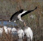 Woody Drops in on&nbsp;Friends