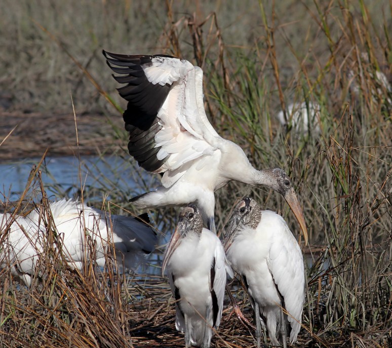 Woody Drops in on Friends 