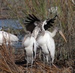 Woody Drops in on&nbsp;Friends