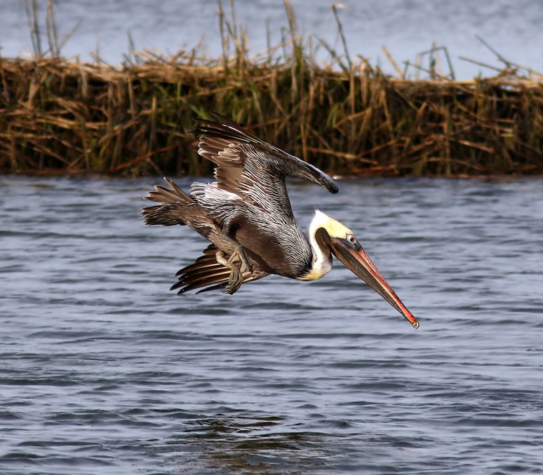 Brown Pelicans Invade The Salt Marsh 