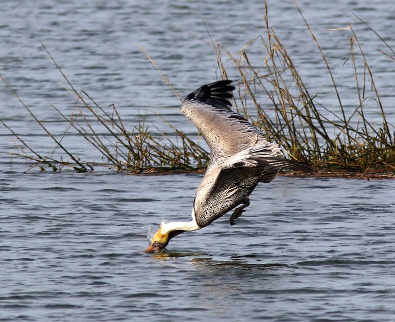 Brown Pelicans Invade The Salt Marsh 