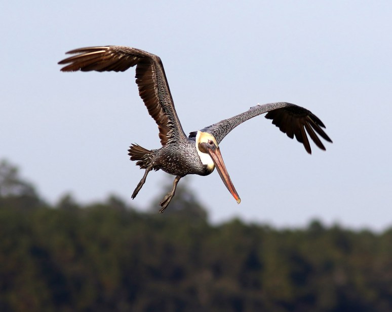 Brown Pelicans Invade The Salt Marsh 