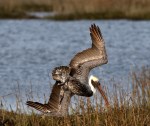 Brown Pelicans Invade The Salt&nbsp;Marsh