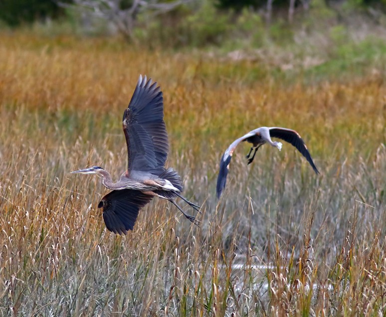 Closing In From Behind