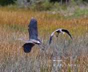 Closing In From Behind