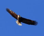 Eagle High Circle Over The&nbsp;Marsh