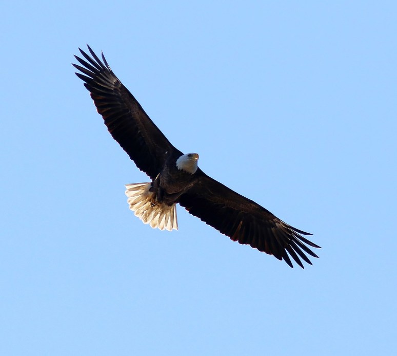 Eagle High Circle Over The Marsh 