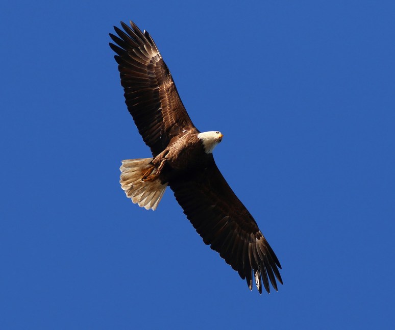 Eagle High Circle Over The Marsh 
