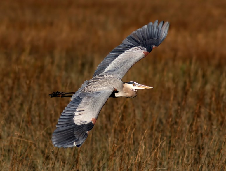 GBH Late Afternoon Flight Across The Salt Marsh