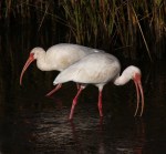 Ibis Feeding In The Marsh&nbsp;Pond