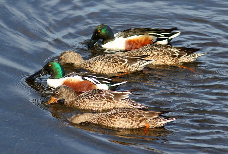 Northern Shovelers Feeding in the Marsh Pond 