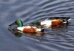 Northern Shovelers Feeding in the Marsh&nbsp;Pond