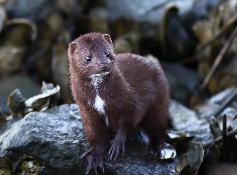Surprise Late Day Mink 