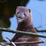 Surprise Late Day&nbsp;Mink