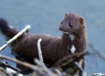 Surprise Late Day&nbsp;Mink