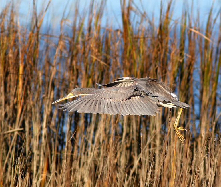 Tricolored Heron Drops Into The Salt Marsh 