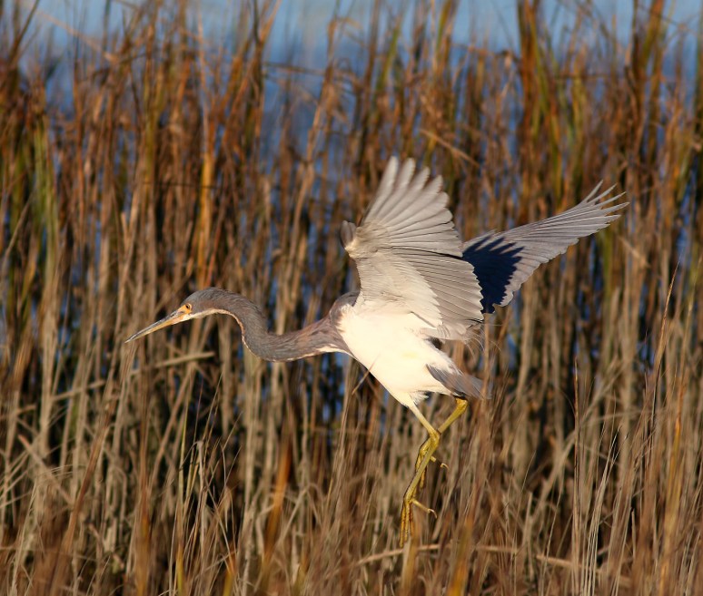 Tricolored Heron Drops Into The Salt Marsh 