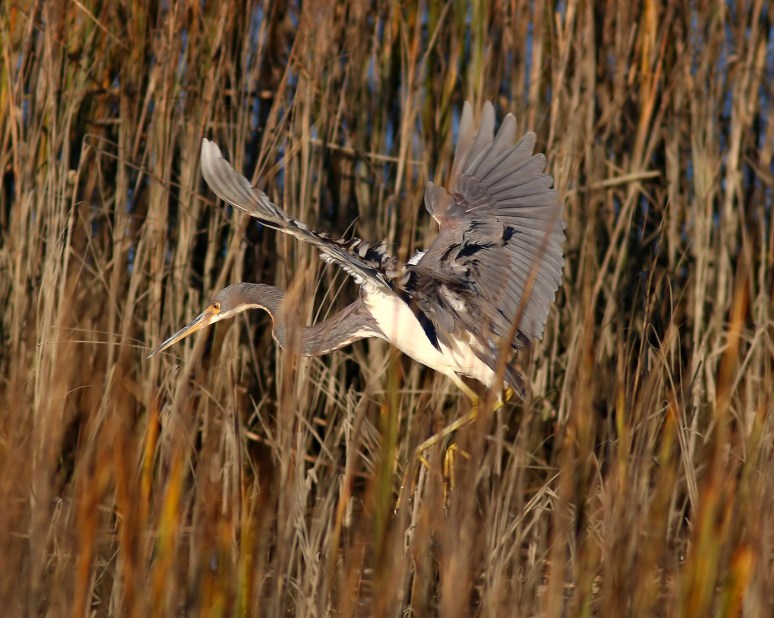 Tricolored Heron Drops Into The Salt Marsh 