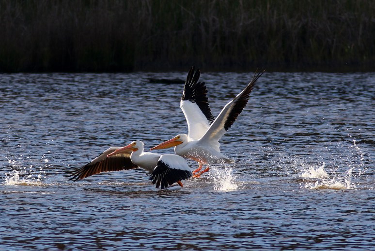 White Pelican Group Leaves The Pond 