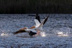 White Pelican Group Leaves The&nbsp;Pond