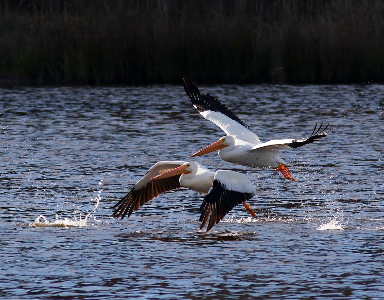 White Pelican Group Leaves The Pond 