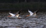 White Pelican Group Leaves The&nbsp;Pond