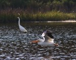 White Pelican Group Leaves The&nbsp;Pond