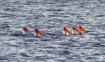 White Pelicans Cruising The Marsh&nbsp;Pond