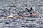 White Pelicans Cruising The Marsh&nbsp;Pond