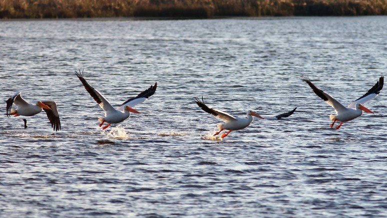 White Pelicans Cruising The Marsh Pond 