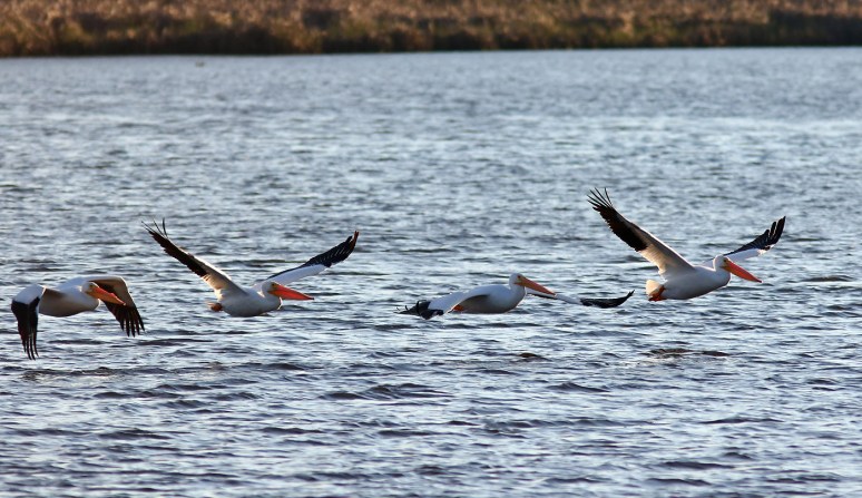 White Pelicans Cruising The Marsh Pond 