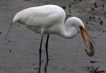 Egret Gets The Shrimp&nbsp;Platter
