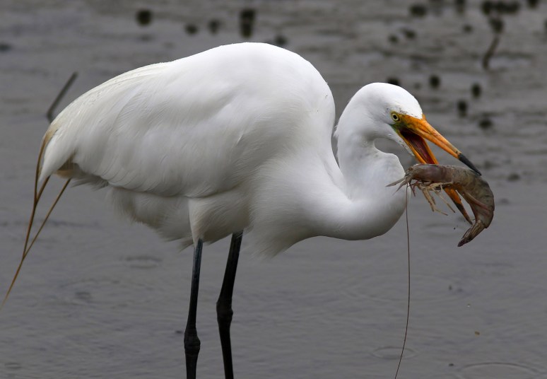 Egret Gets The Shrimp Platter 