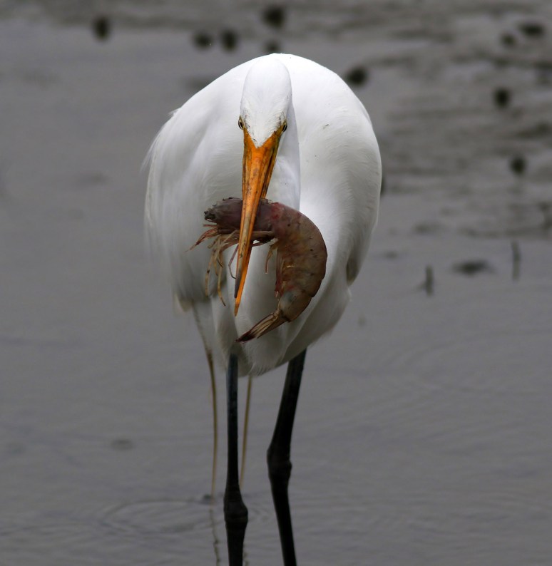 Egret Gets The Shrimp Platter 
