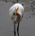 Egret Gets The Shrimp&nbsp;Platter