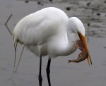 Egret Gets The Shrimp&nbsp;Platter