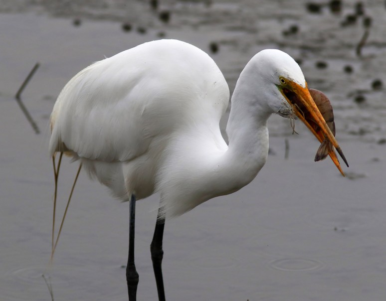 Egret Gets The Shrimp Platter 