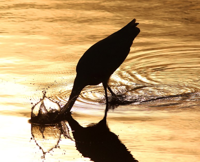 Egret Still Fishing at Sunset 