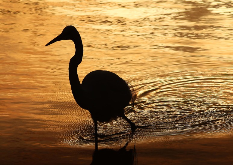 Egret Still Fishing at Sunset 