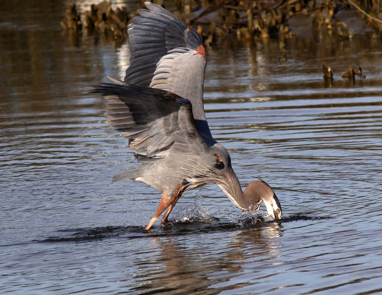 GBH Excited With Big Fish 