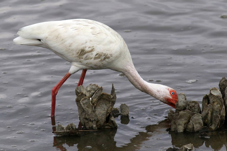Ibis in the Oyster Beds