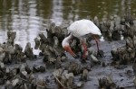Ibis in the Oyster&nbsp;Beds