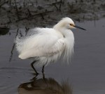 Im Not Fat Im&nbsp;Fluffy