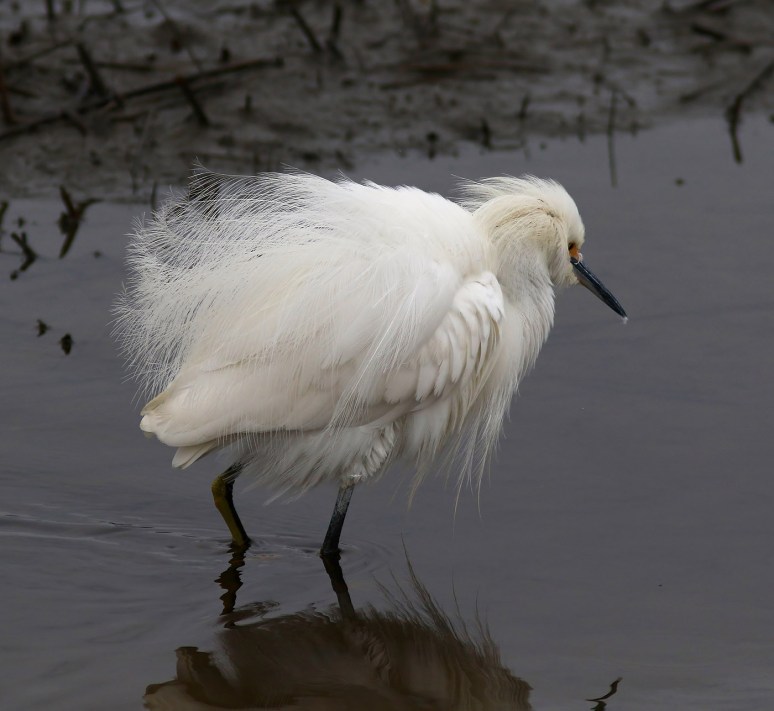 Im Not Fat Im Fluffy 