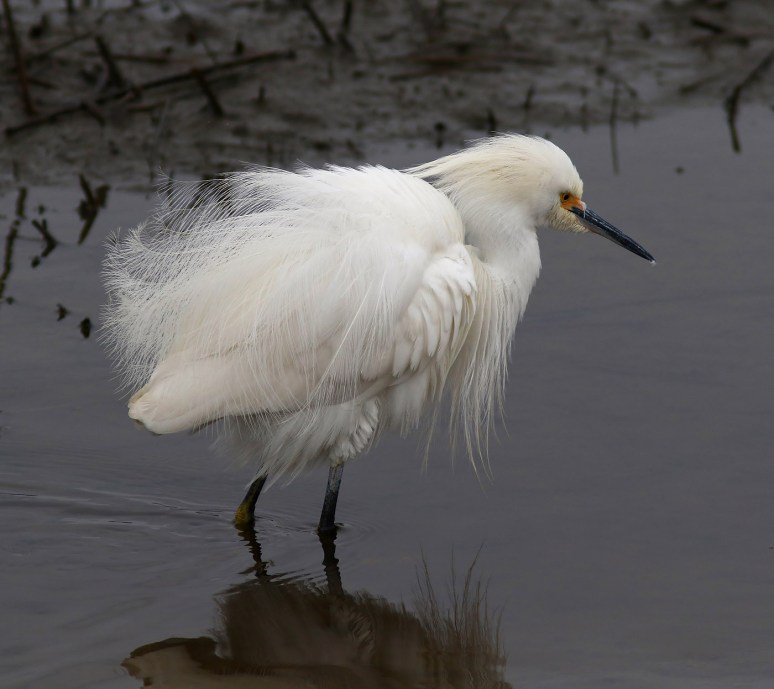 Im Not Fat Im Fluffy 