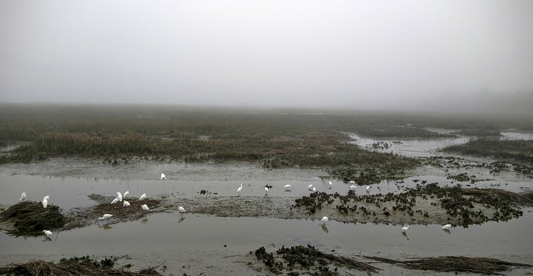 Marsh and Beach in Afternoon Fog