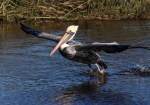 Nice Landing For&nbsp;Pelican